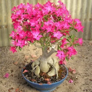 Adenium