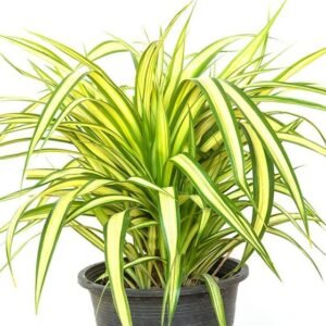 Pandanus White
