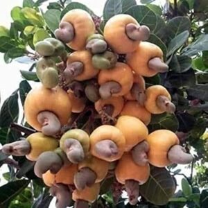 Kaju (Cashew)