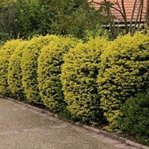 Golden Hedge