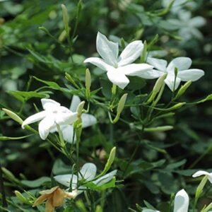 Chameli (Jasmine)