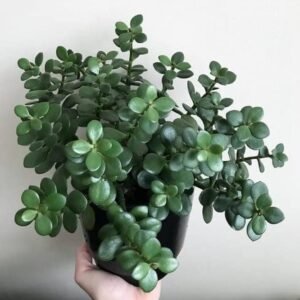 Z Plant (Zamioculcas)