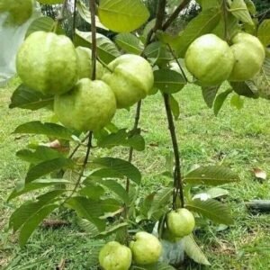 Guava Plant