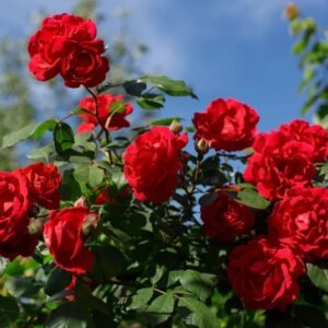 Gulab Kashmiri (Rose)