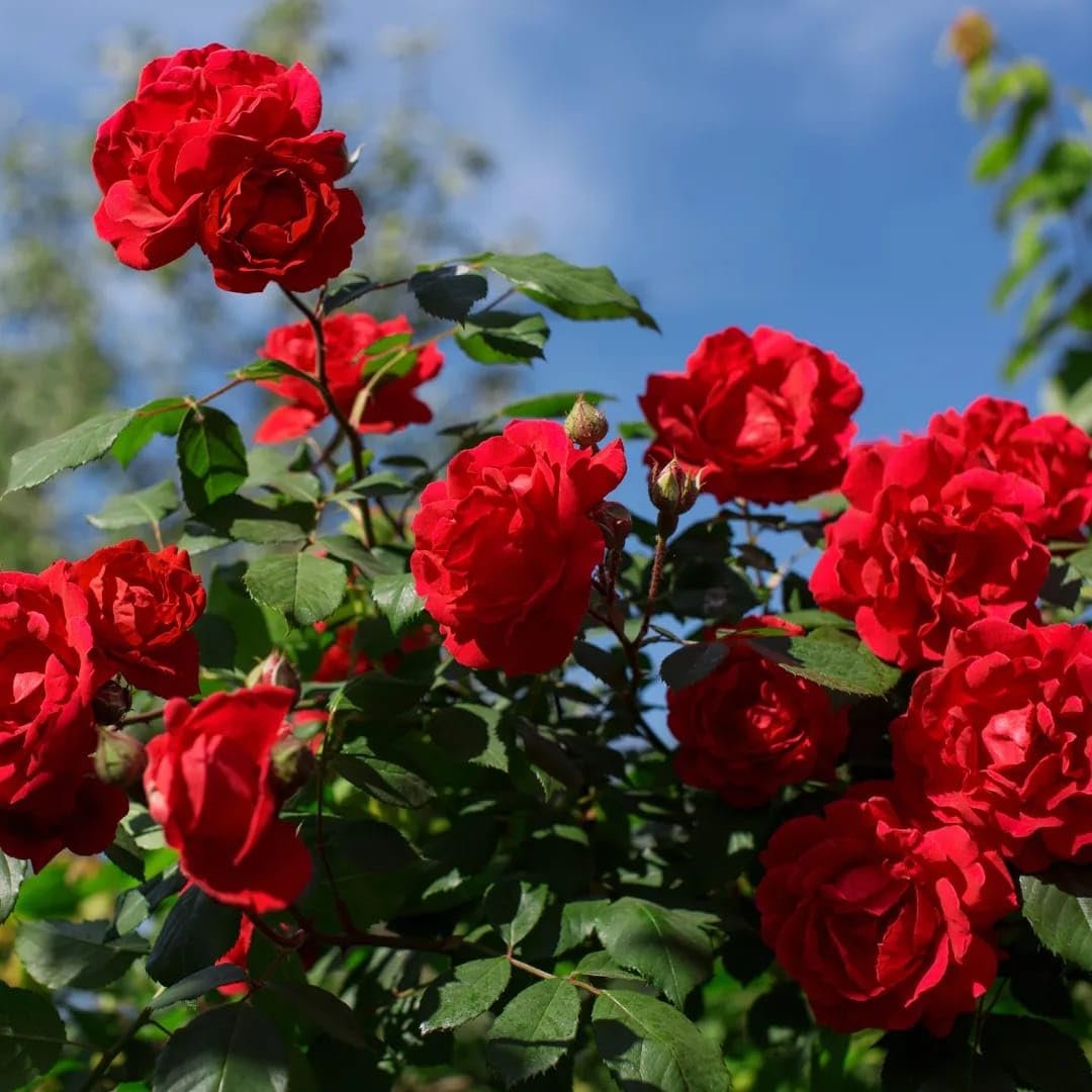 Gulab Kashmiri (Rose)