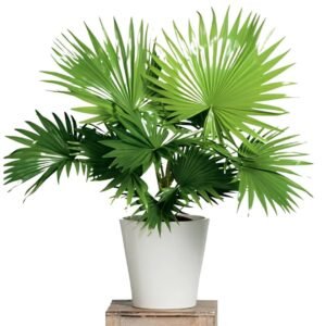 China Palm