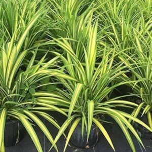 Pandanus Yellow