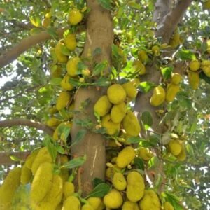 Kathal (Jackfruit)