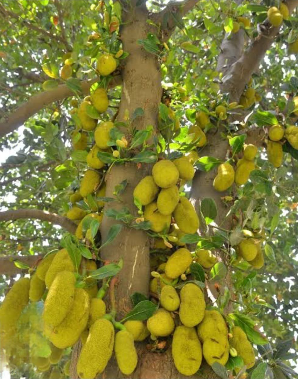 Kathal (Jackfruit)