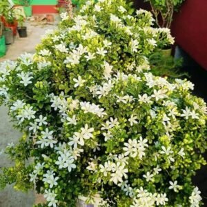 Madhukamini (Kamini)