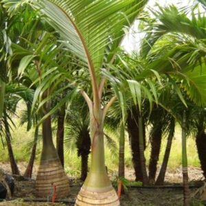 Bottle Palm