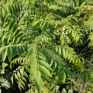 Kadi Patta (Curry Leaf)