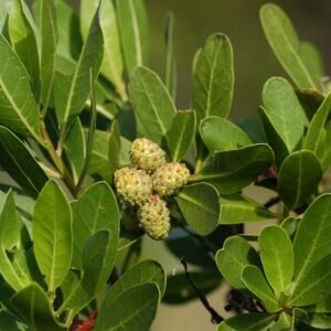 Conocarpus