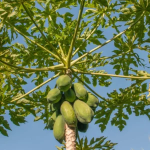 Papaya