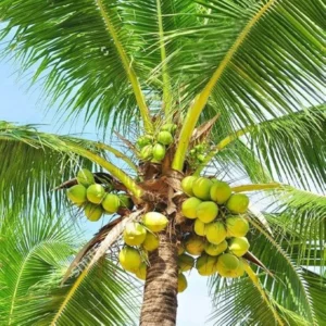 Coconut Plant