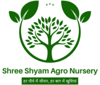 Shree Shyam Agro Nursery