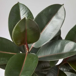 Rubber Plant