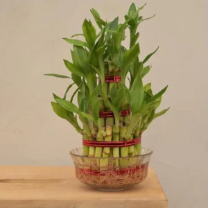 Lucky Bamboo (3 layer)