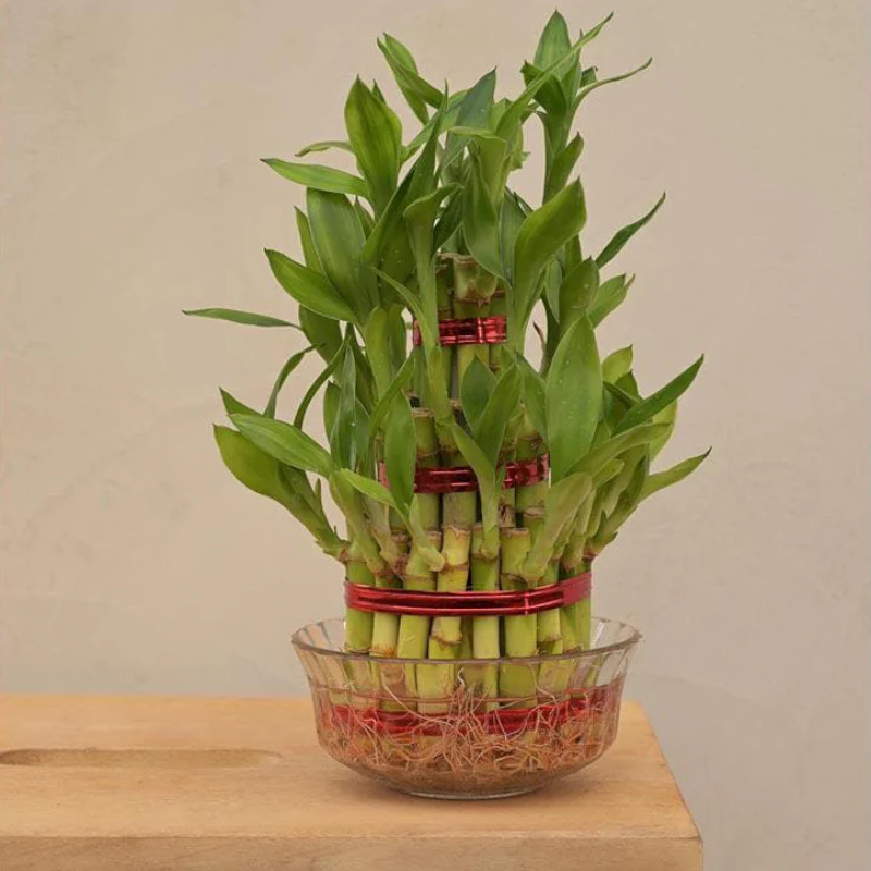 Lucky Bamboo (3 layer)