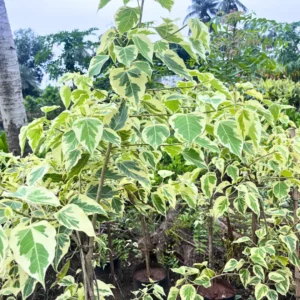 Pilkan (Peepal variety)