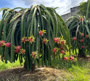 Dragon Fruit