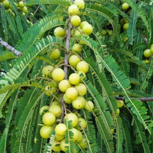 Amla (Indian Gooseberry)