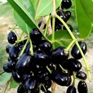 Jamun Grafted