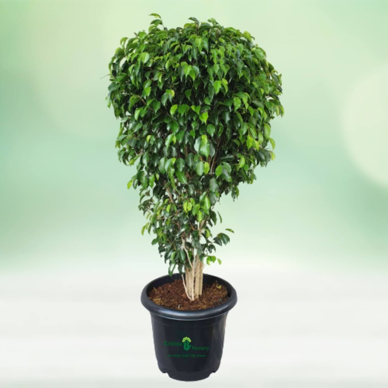 Black/Green Ficus