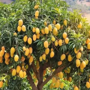 Mango Plant