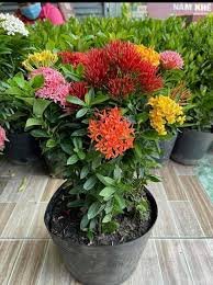Ixora