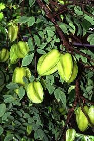 Karmak (Starfruit)