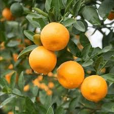 Nagpuri Orange