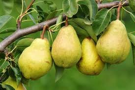 Nashpati (Pear)