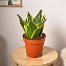 Snake Plant
