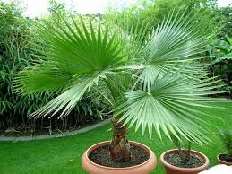 Washington Palm
