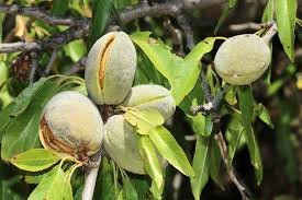 Badam (Almond)