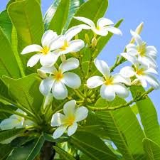 Champa (Plumeria)