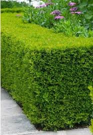 Green Hedge