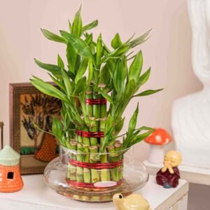Lucky Bamboo (2 layer)