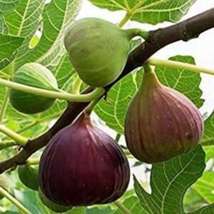 Anjeer (Fig)