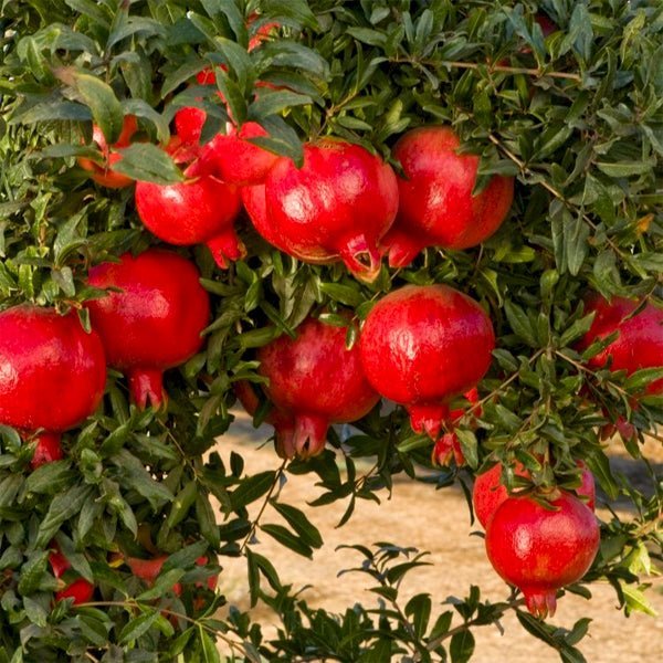 Anar (Pomegranate)