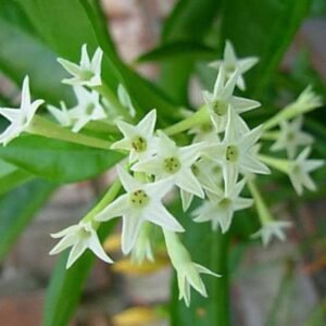 Raat Rani (Night Jasmine)