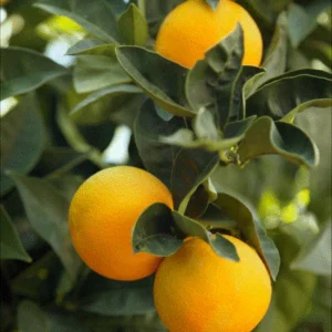 Mausami (Sweet Lime)