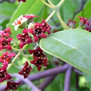 Chandan (Red/White Sandal)