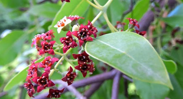 Chandan (Red/White Sandal)