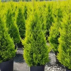Cypress Golden