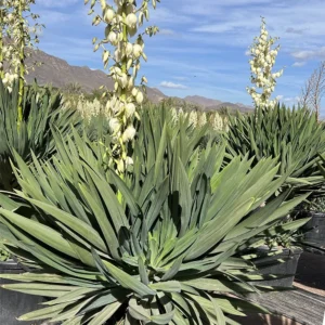 Yucca Gloriosa